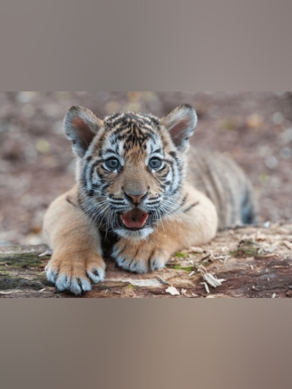 Custom Fridge Magnet Tiger Cub Home Kitchen Decor